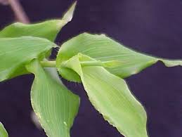 Image result for Arthraxon