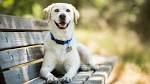 The 10 Most Affectionate Dog Breeds - Animal Wised