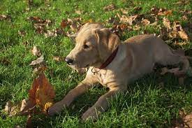 Does Your Dog Eat Leaves Tips To Stop Dogs From Feasting On Foliage