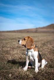 The Beagles Panosundaki Pin