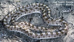 News alerts in your inbox. Arizona Elegans The Reptile Database