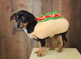 Hot Dog Outfit For Dachshund Welcome To Buy Whathifi In