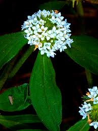 Image result for Mitracarpus