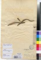 Image result for Ctenium newtonii