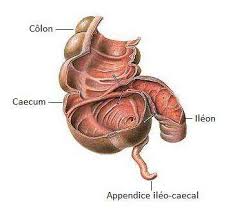 El cáncer de colon suele afectar a los adultos mayores, aunque puede ocurrir a cualquier edad. Definition Caecum Caecum Futura Sante