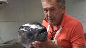 Fish market hooks top tuna deal