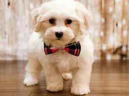 We did not find results for: Visit Our Maltipoo Puppies For Sale Near Richmond Virginia