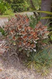 Pin On Plants 3