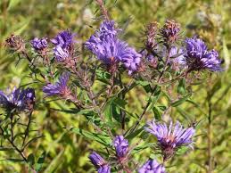 Image result for Aster chimanimaniensis