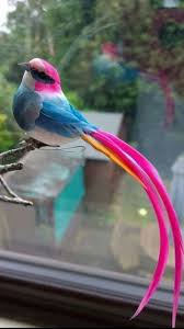 En Guzel Kuslar Icin Takip Ediniz Beautiful Birds Pet Birds Nature Birds