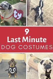 9 Best Last Minute Diy Dog Halloween Costumes Diy Dog Costumes Dog Halloween Costumes Diy Diy Pet Costumes
