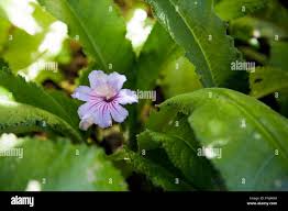 Image result for Cussonia arenicola