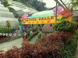 Semestinya tempat pelancongan yang wajib dikunjungi kalau ke cameron highland. Penang Food For Thought Cactus Valley
