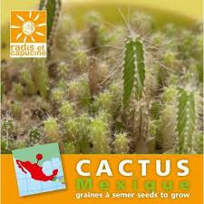 Vente de plantes et produits de jardinage : Sachet Graines De Cactus 0 25 Gr Truffaut