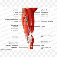 We did not find results for: Adductor Longus Muscle Png Images Pngwing