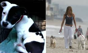 Products for every animal lover. 24 Celebs Who Literally Came To The Rescue For Their Pups Barkpost
