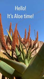 Image result for Aloe excelsa