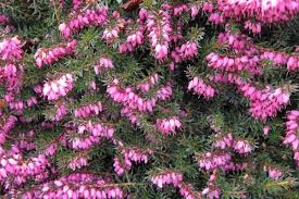 When to prune erica kramer's rote red heather? Kramer S Red Winter Heather 4 Size Cloud Mountain Farm Center Nursery