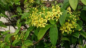 Image result for Tristellateia