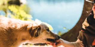 Pet friendly garden city beach vacation rentals. Pet Friendly Rentals In Breckenridge Breckenridge Vacation Home