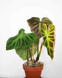 Philodendron Verrucosum Care Tips In 2020 Philodendron Plant Philodendron Rainforest Plants