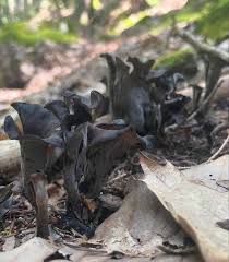 Image result for Craterellus fallax