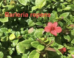Image result for Barleria