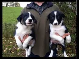 They are around 2 years old and came to freedom tails ohio with puppies they just had. Border Collie Puppies For Adoption The Y Guide