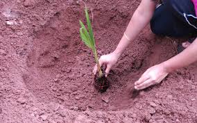 The trees present us flowers, the most beautiful things on earth. Tree Plantation Paragraph Essay And Paragraph