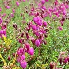 Image result for Hippocratea buchananii