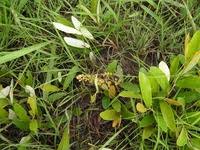 Image result for Parinari capensis