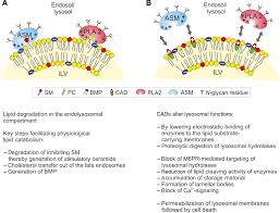Maybe you would like to learn more about one of these? Emerging Mechanisms Of Drug Induced Phospholipidosis