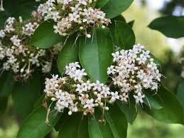 Image result for Volkameria