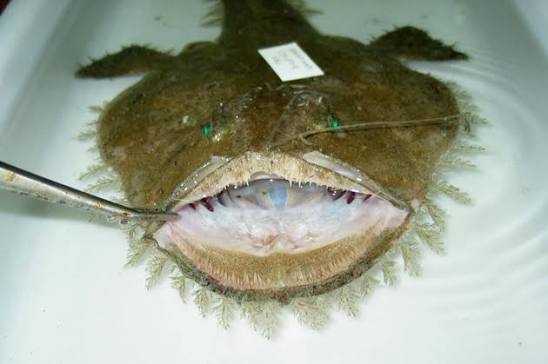 Lophiomus setigerus