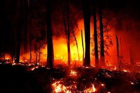 So far, the bushfires have chewed through more than twice the area that burned in amazon's rainforests during 2019. Catastrophic Australian Bushfires Derail Research
