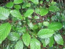 Image result for Curtisia dentata