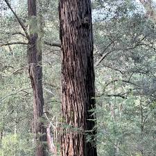 Image result for Syncarpia glomulifera