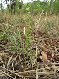 Image result for Eulophia norlindhii