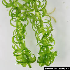 Image result for Lagarosiphon major