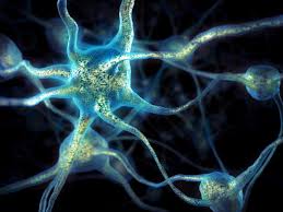 Image result for brain cell