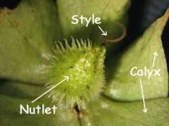 Image result for Trichodesma physaloides