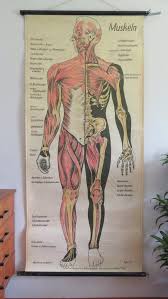 Vintage Full Body Muscles Educational Medical School Chart Anatomy Wall Chart