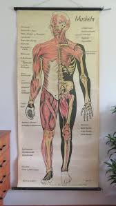 vintage full body muscles educational medical school chart anatomy wall chart