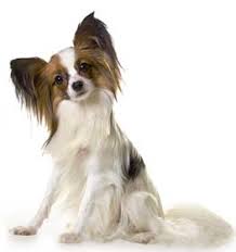 Recent examples on the web hicks was hoping to tape a short segment for the show with her own animal, her beloved papillon, pinkerton. Papillon Information Dog Breed Facts Dogell Com