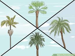 How To Plant A Palm Tree 15 Steps With Pictures Wikihow