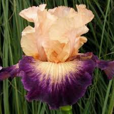 TOP 10 BEST Nurseries & Gardening near Porterville, CA 93257