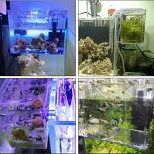 Guppies are peaceful fish that make a great addition to any community tank. Breeder Box External Hang On Back Guppy Betta Shrimp Fry Quarantine Requires Air Pump Pet Supplies For Fish Fish Tank Accessories On Carousell