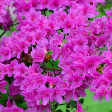 Fortunately, this popular performer flowers continuously from midsummer to fall when planted in full sun. Purple Azalea Japanese Evergreen Gardenersdream
