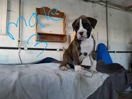 Boxer puppies and dogs in easton, maryland. Litter Of 6 Boxer Puppies For Sale In Oakland Md Adn 68302 On Puppyfinder Com Gender Male Age 5 Week Boxer Puppies Puppies For Sale Boxer Puppies For Sale