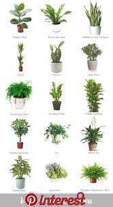 Plant whisperer jason chongue has been passing on his knowledge to abc everyday for a series on indoor plants. Indoor Plants For Beginners Hi There A Few Days Ago I Collated A Blog Post On Ways You Can Use Plants To Decorate Your Ho Plants Inside Plants Indoor Plants